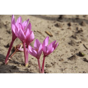 Colchicum pannonicum