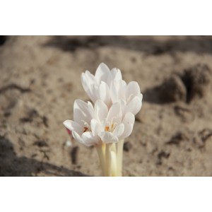 Colchicum autumnale 'Album'