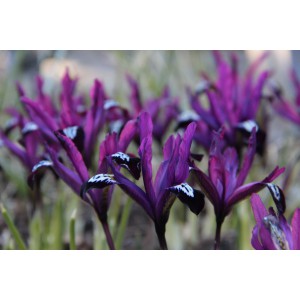 Iris reticulata 'Pauline'