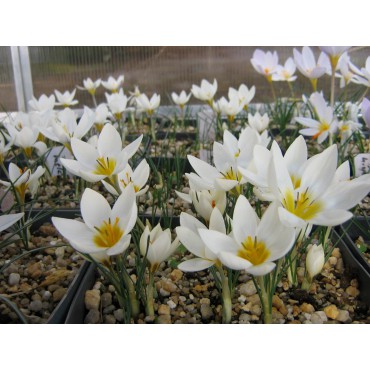 Crocus melantherus 