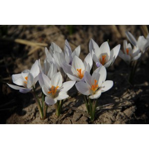 Crocus biflorus subsp. weldenii 'Fairy'