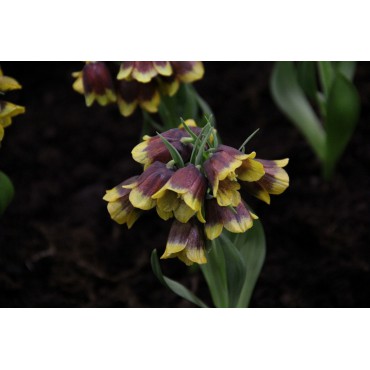 Fritillaria michailovskyi multiflora