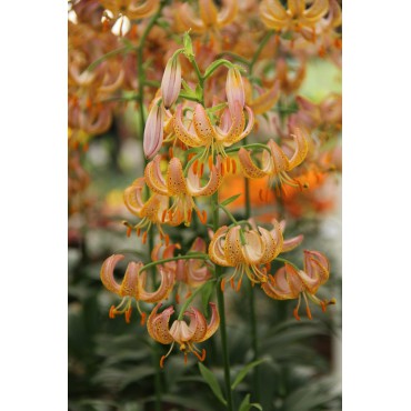 Lilium 'Fairy Morning'