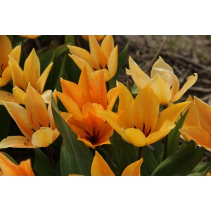 Tulipa praestans ‘Shogun’