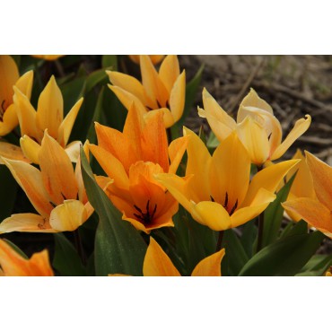 Tulipa praestans ‘Shogun’