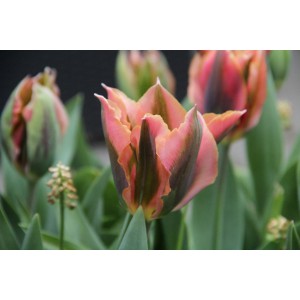 Tulipa 'Artist'