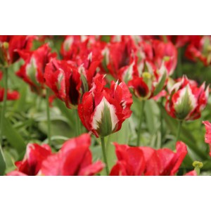 Tulipa 'Esperanto'