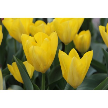 Tulipa 'Yellow Purissima'