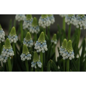 Muscari armeniacum ‘Manon’