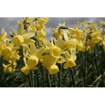 Narcissus ‘Angel’s Whisper’