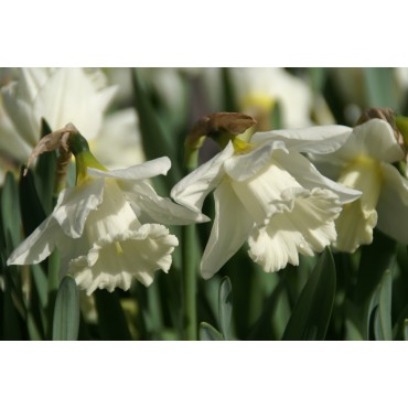 Narcissus 'Mount Hood'