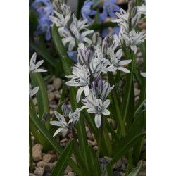 Scilla puschkinioides