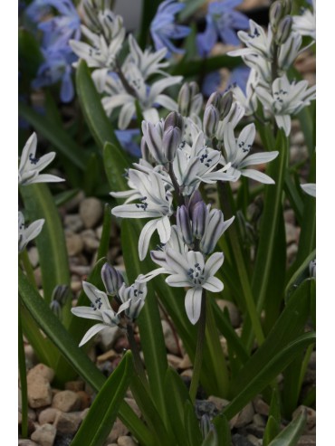 Scilla puschkinioides