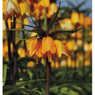 Fritillaria imperialis ‘Early Dream’