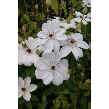 Clematis 'White Pearl'
