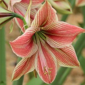 Hippeastrum 'Exotic Star'