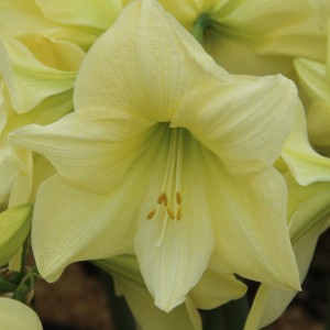 Hippeastrum 'Lemon Star'