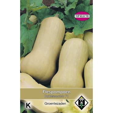 Flespompoen, Cucurbita moschata Butterscotch F1