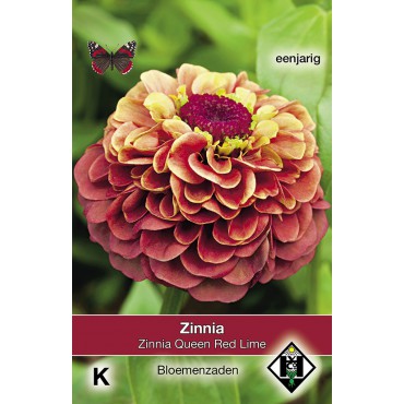 Zinnia elegans Queen Red Lime 