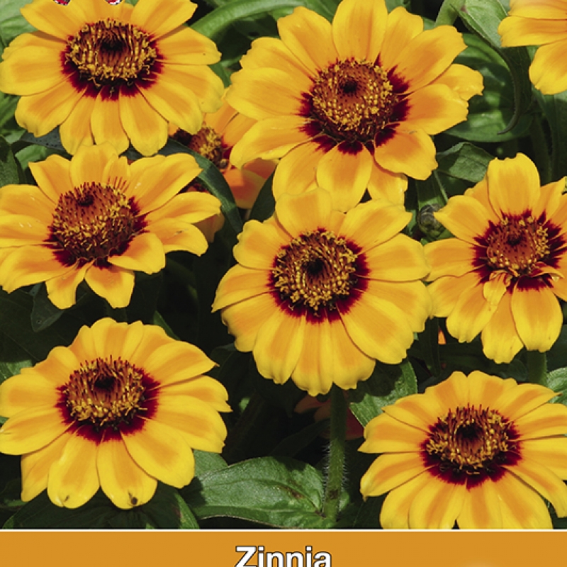 Zinnia haageana Soleado