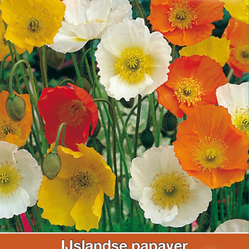 Papaver nudicaule 'Kelmscott's Giants'