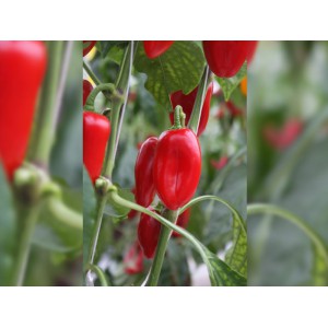 Snackpaprika Capsicum annuum 'Arwen'