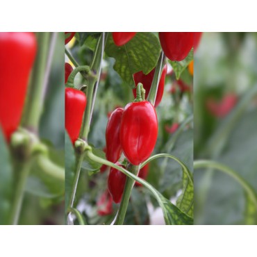 Snackpaprika Capsicum annuum 'Arwen'