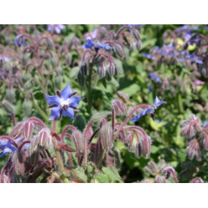 Komkommerkruid, Borago officinalis