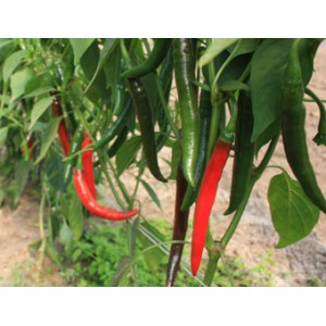 Peper Capsicum annuum 'Westlandse Lange Rode'