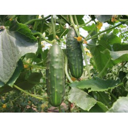 Komkommer Cucumis sativus 'Marketmore'