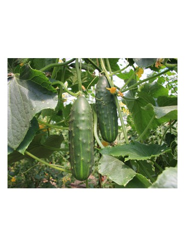 Komkommer Cucumis sativus 'Marketmore'