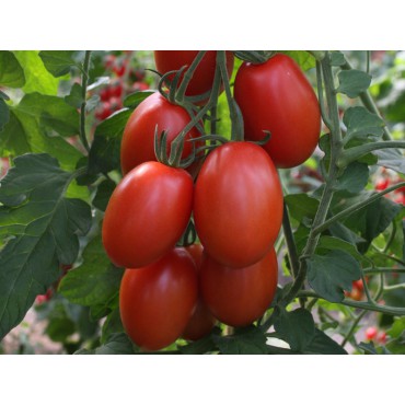 Tomaat Solanum lycopersicum 'Bolstar Sensatica F1'