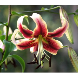 Lilium 'Scheherazade'