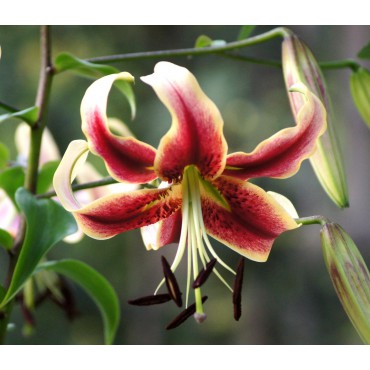 Lilium 'Scheherazade'