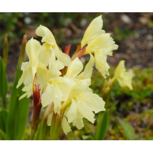 Roscoea beesiana