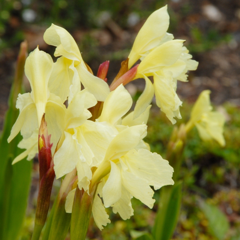 Roscoea beesiana