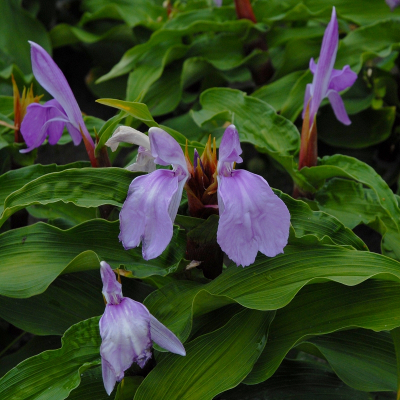 Roscoea purpurea