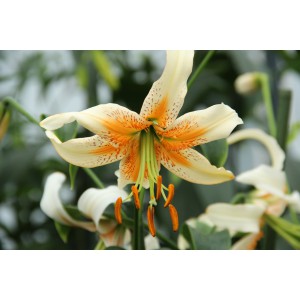 Lilium Lady Alice'