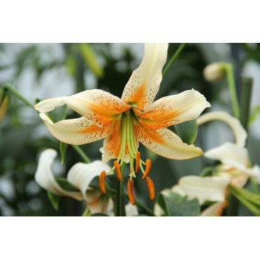 Lilium Lady Alice'