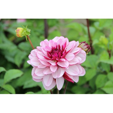 Dahlia 'Crème de Cassis'