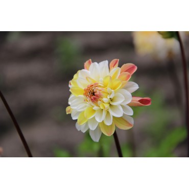 Dahlia 'Double Jill'