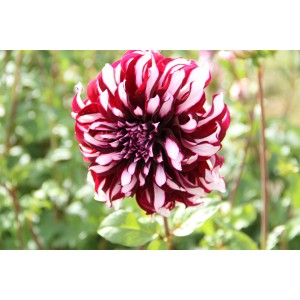 Dahlia 'Tartan'