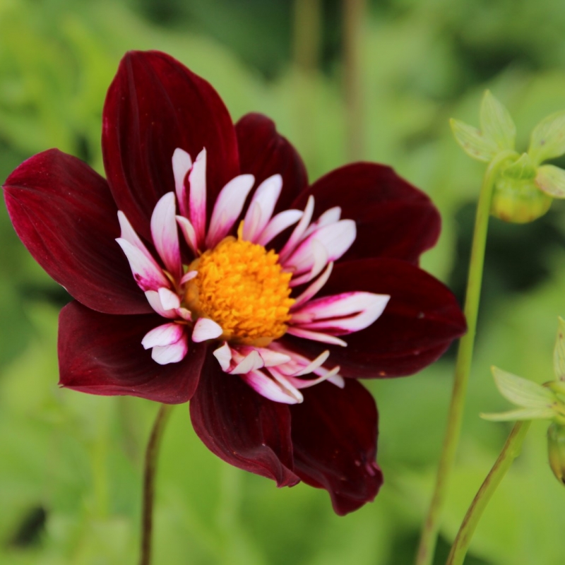 Dahlia 'Night Butterfly'