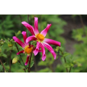 Dahlia 'Honka Roze'