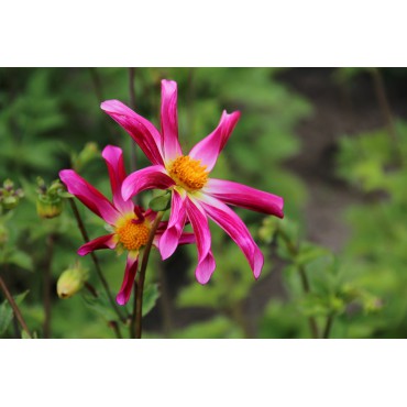 Dahlia 'Honka Roze'