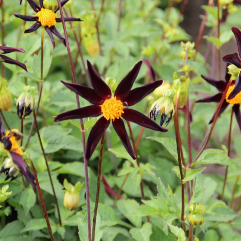 Dahlia 'Verrone's Obsidian'