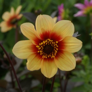 Dahlia 'Sunshine'