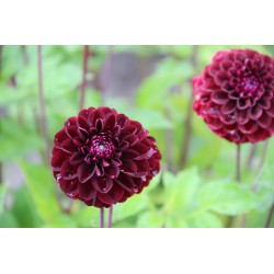 Dahlia 'Dark Spirit'