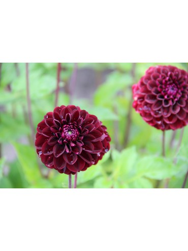 Dahlia 'Dark Spirit'