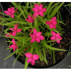 Rhodoxis 'Bloodstone'